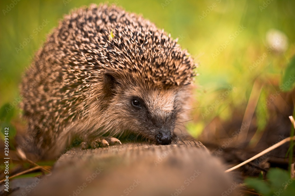 Fototapeta premium Meeting in the forest