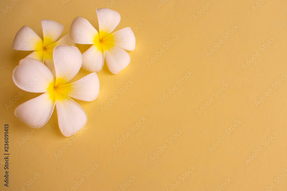 Fototapeta premium Tropical white flowers (plumeria) on yellow background. Concept for greeting card, postcard. Copy space.