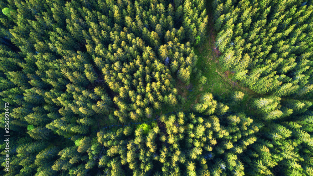 Aerial view on the summer forest. Beautiful natural landscape from air. Green forest as a background from drone.