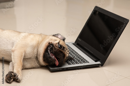 Fototapeta Naklejka Na Ścianę i Meble -  Dog Pug breed lying on computer laptop feeling so tried and lazy for work,Animal Dog and Business Concept
