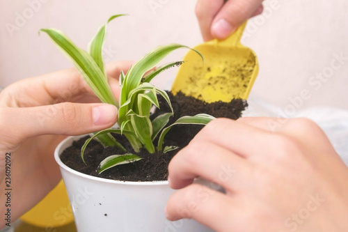 Plant care concept. Mom and son's hands are planting houseplant. Repotting the Chlorophytum in the pot. photo