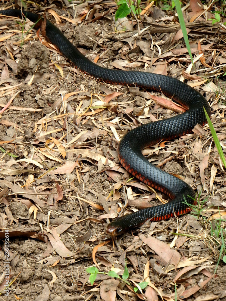 Fototapeta premium red-bellied black snake 