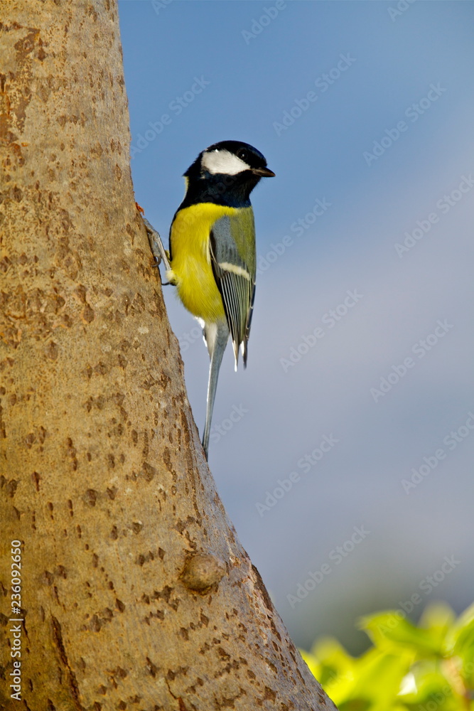 Fototapeta premium Cinciallegra