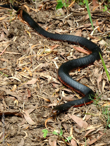  red-bellied black snake 