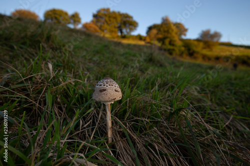 Lepiota in a meadow photo