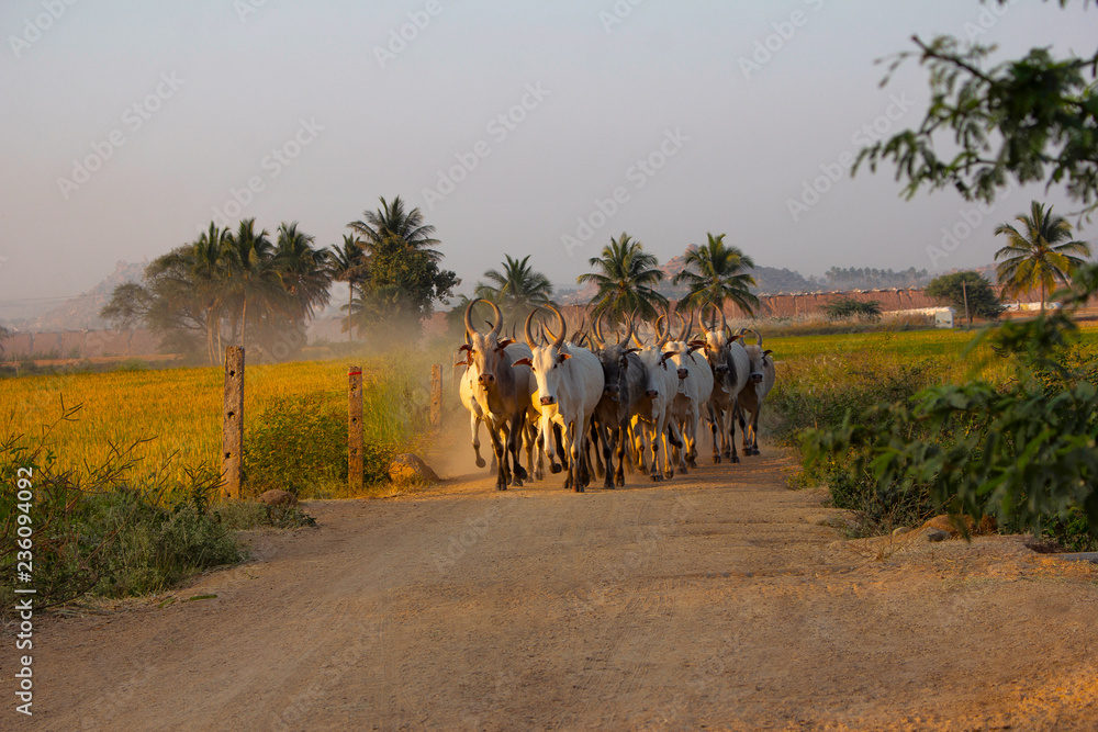 Amritmahal Cow breed, Hampi on a dirt road, Karnataka, India.