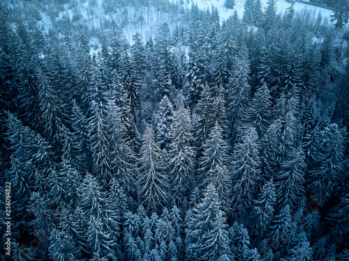 Aerial view from above of winter forest covered in snow. Pine tree and spruce forest top view. Cold snowy wilderness drone landscape photo. Moody blue color and tone. Quadcopter flies above woods