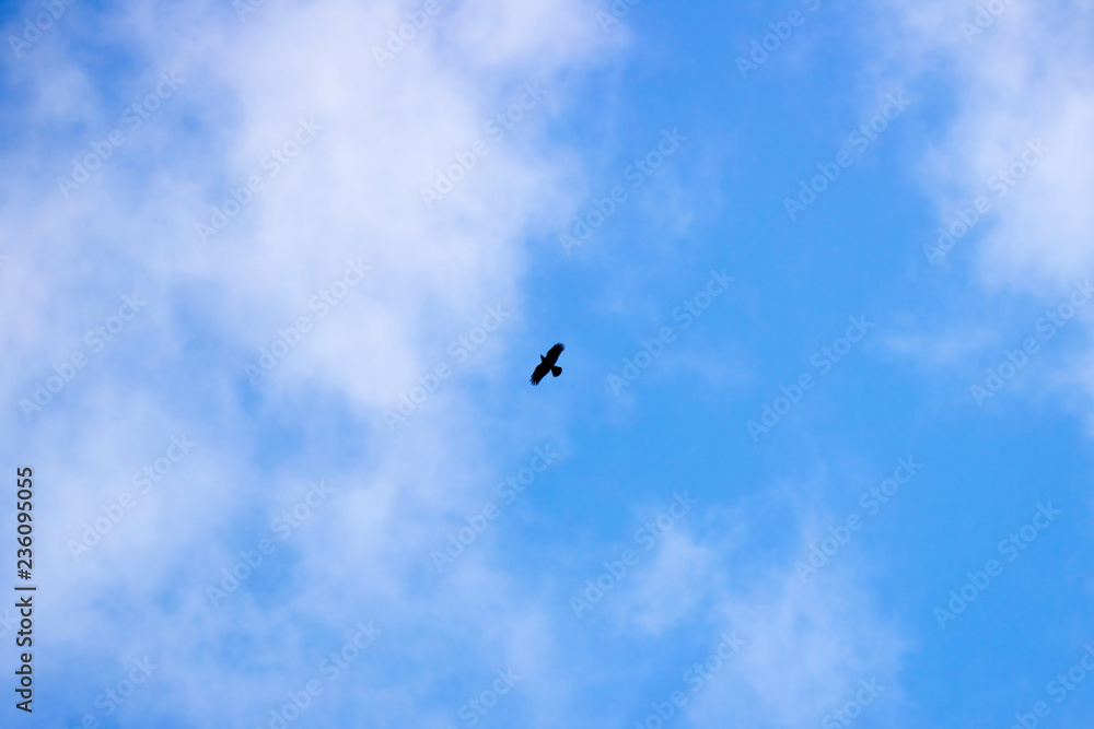 Light white cirrus clouds covering the large surface of the sky and one bird.