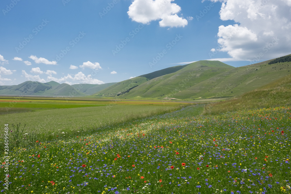 The Flowering of Lentils 2016 Castelluccio di Norcia in the Sibillini Park