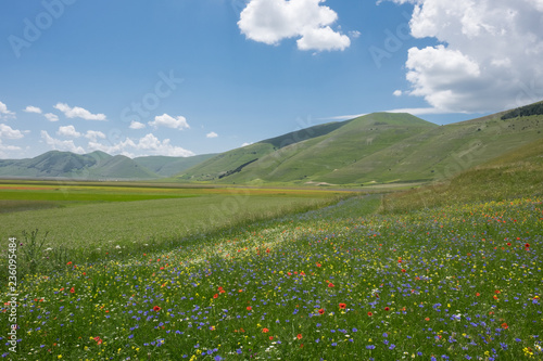 The Flowering of Lentils 2016 Castelluccio di Norcia in the Sibillini Park