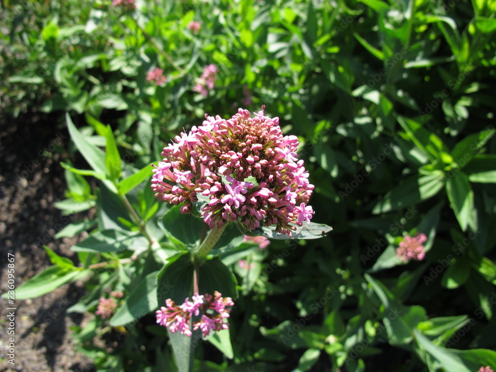 Blühende Rote Spornblume, Centranthus ruber Blühende Rote Spornblume, Centranthus ruber