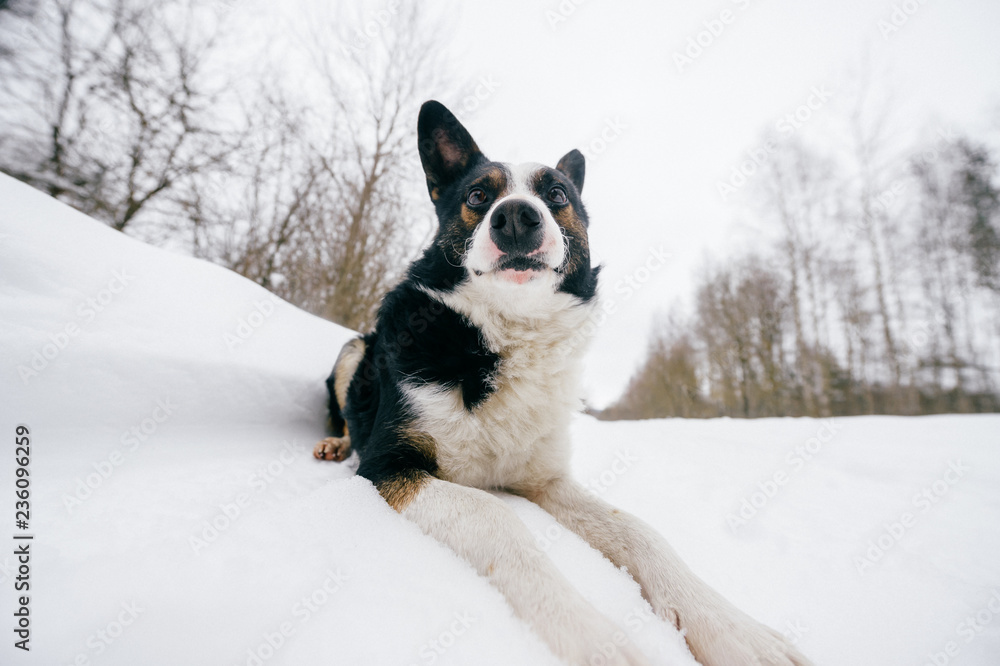 Dog lying in snow on forest trail