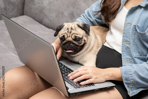 Woman typing and working on laptop with dog Pug breed lying on her knee and looking on screen feeling happiness and comfortable,Friendly Concept