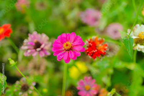 Flowers in the garden in the summer.