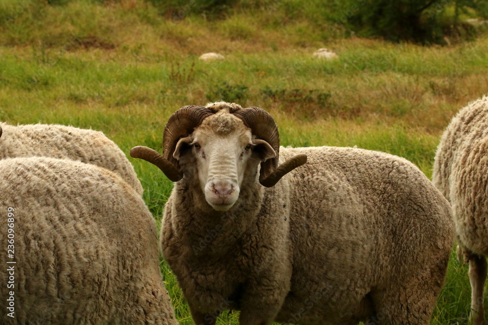 A stud Merino ram with curled horns standing between two other sheep. A stud Merino ram with curled horns standing between two other sheep.