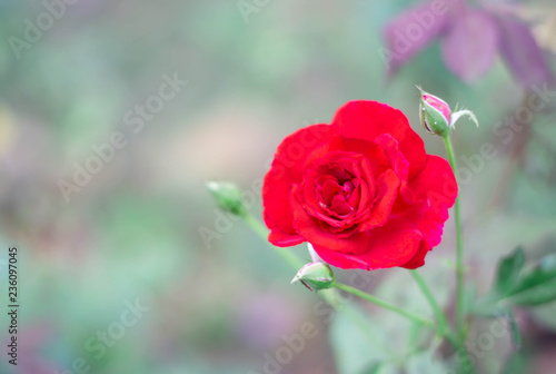 Red rose in the garden.