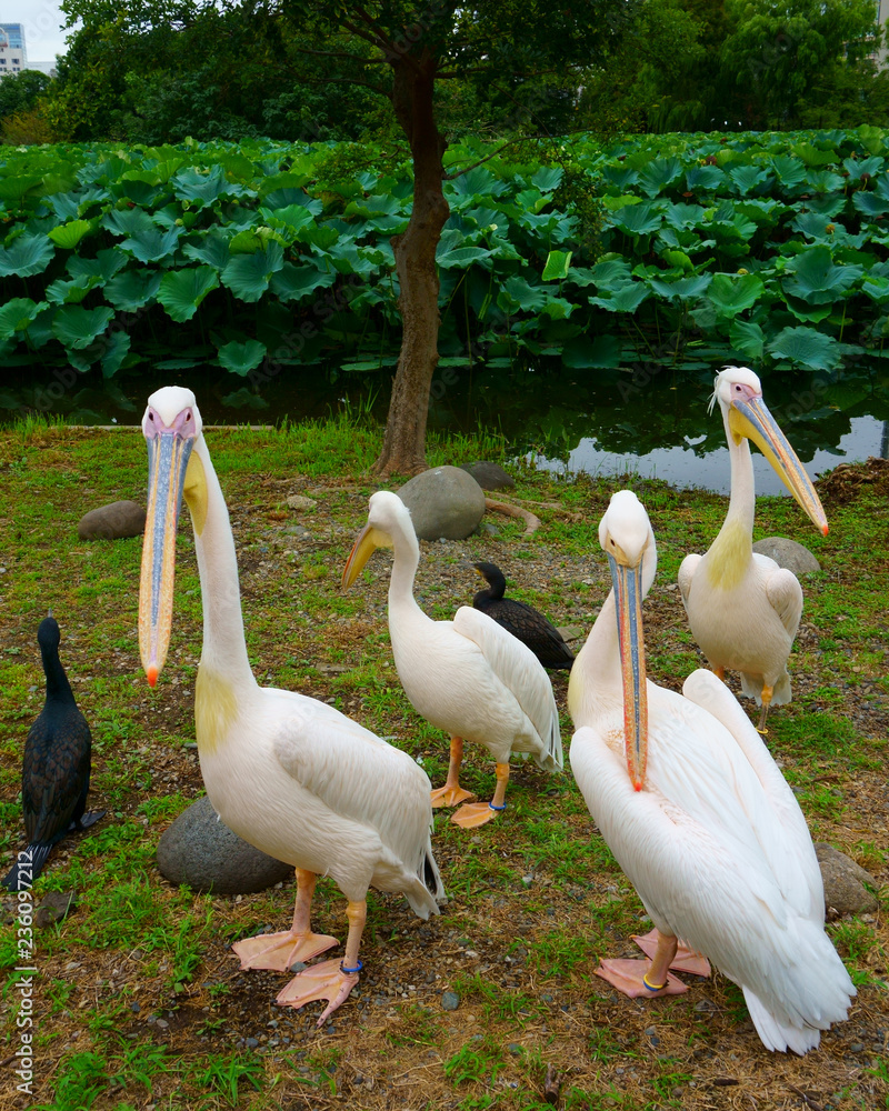 birds pelicans ducks on shore of lotus pond birds pelicans ducks on shore of lotus pond