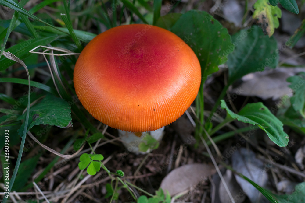 mushroom