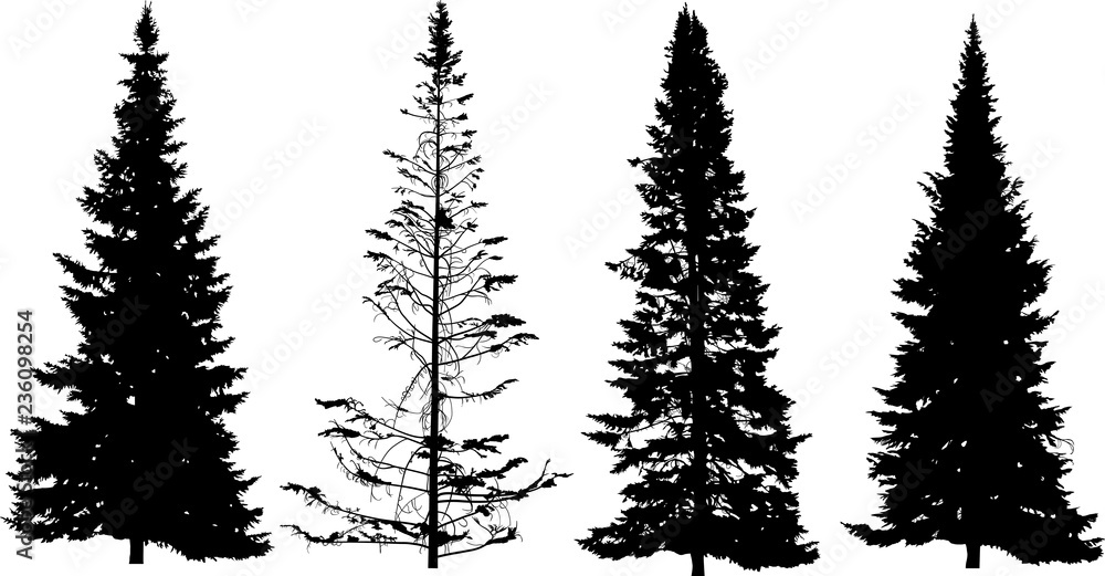 four high fir tree silhouettes isolated on white