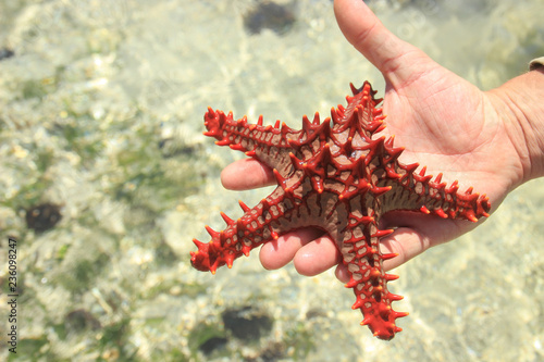 Red starfish on the palm. Indian Ocean Coast, Diani Beach, Kenya, Mombasa, Africa