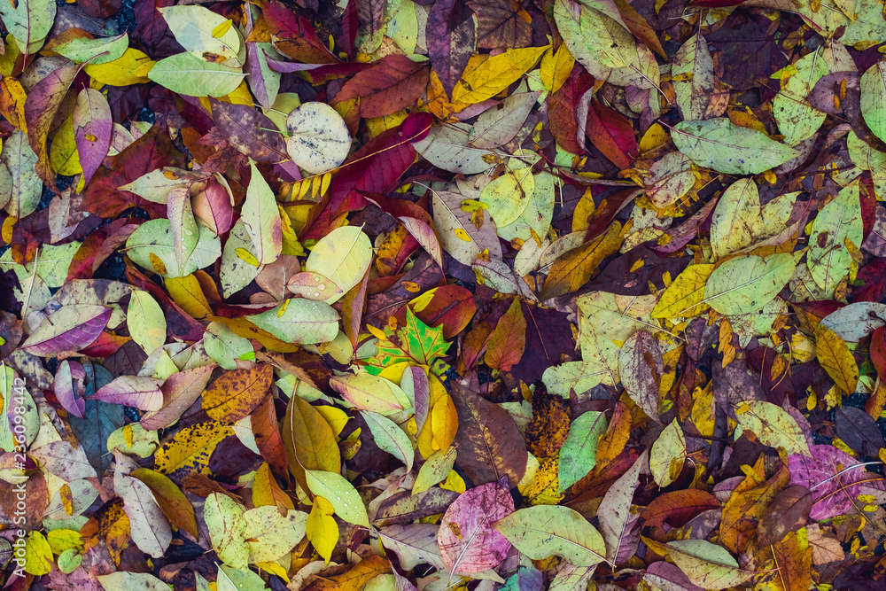 pile of color leaves abstract colorful background