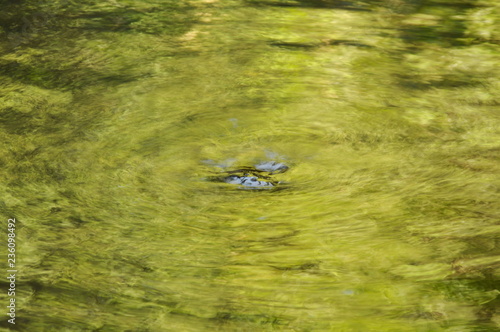 water run through river hit rock make rippled in forest © pedphoto36pm