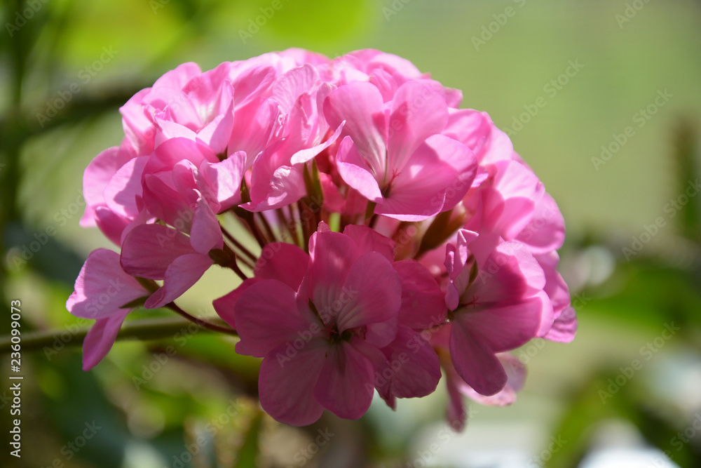 Obraz premium Pink geranium on a green background