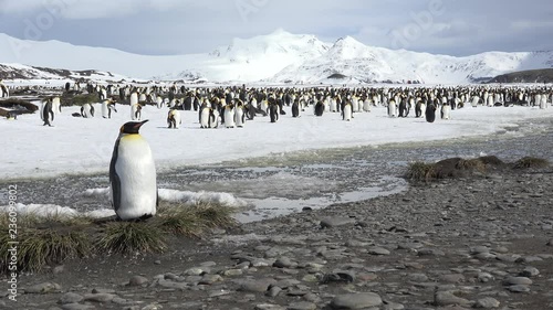 A king penguin rests on a small mound on Salisbury Plain on South Georgia in Antarctica