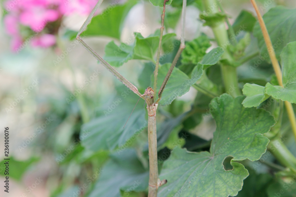 Phasmids stick insect camouflage with plants Phasmids stick insect camouflage with plants