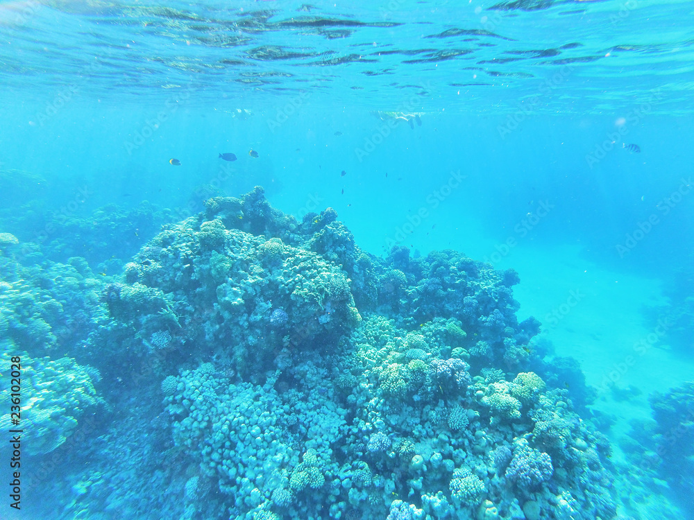 diver and coral reef