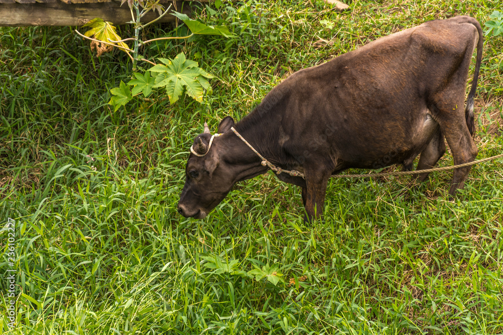 Black cow grazing at Florianopolis, Brazil. Black cow grazing at Florianopolis, Brazil.