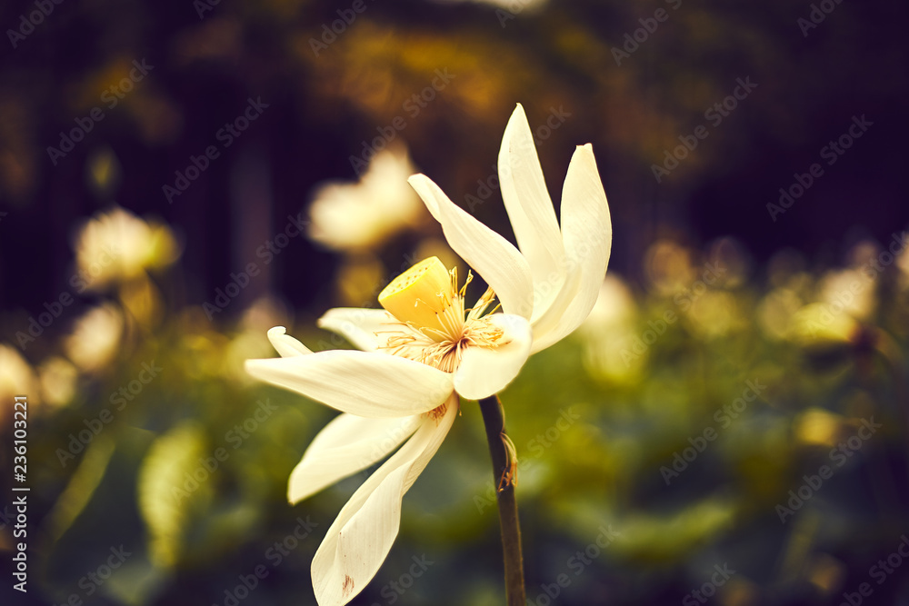 Obraz premium lotus flowers mauritius in botanic garden Pamplemousses