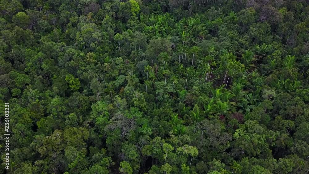 Drone flight over Korowai tree houses in the rainforest, West-Papua, Indonesia Drone flight over Korowai tree houses in the rainforest, West-Papua, Indonesia
