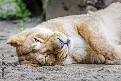 Lioness resting on the ground