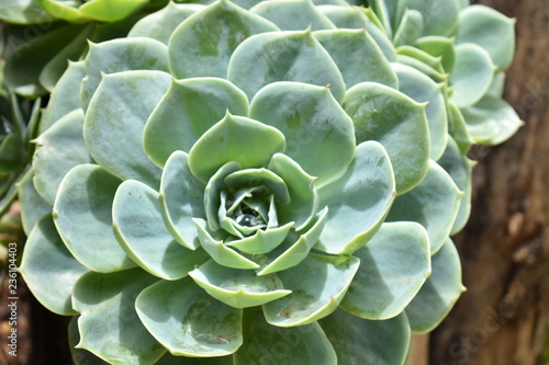 flower in the garden