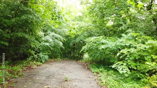 Reaching the dead end on a path in the woods photo