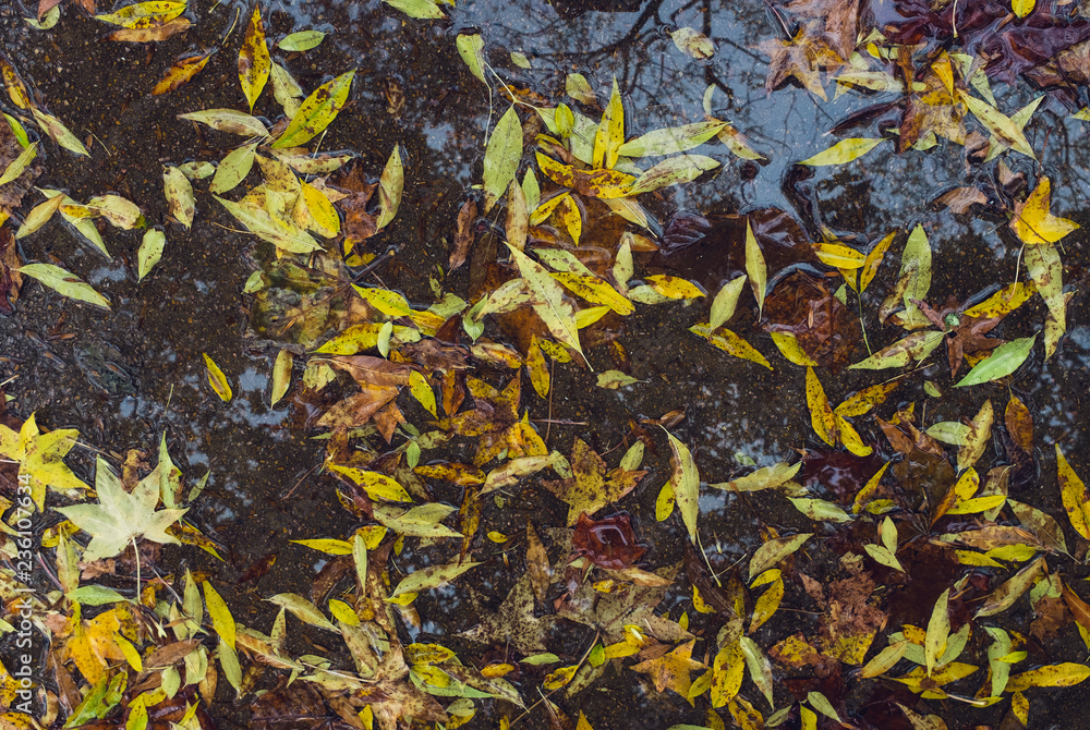 colorful autumn leaves in water reflection background