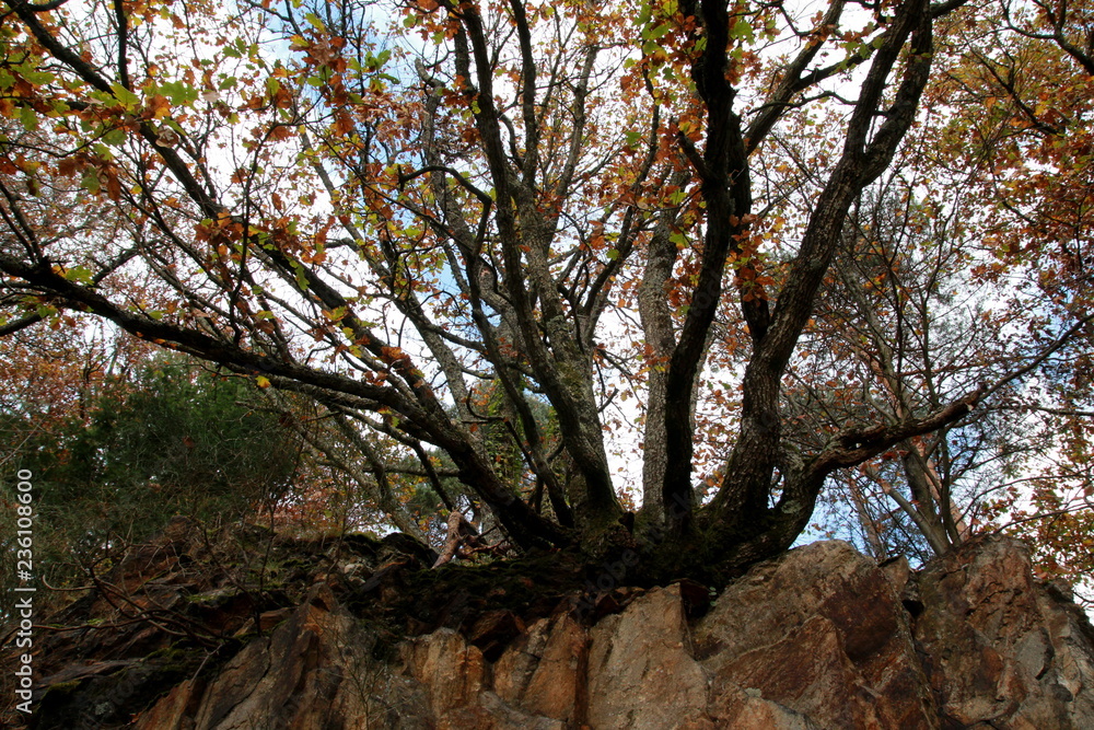 Fototapeta premium Arbre aux couleurs d'automne