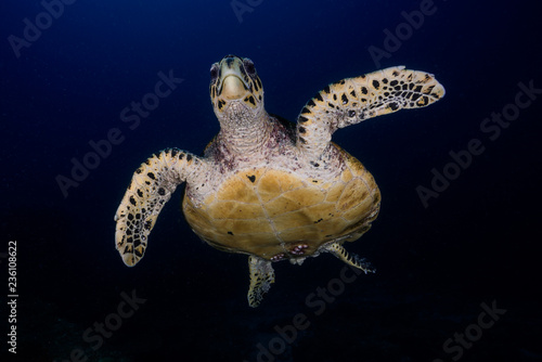 Friendly Hawksbill Turtle 