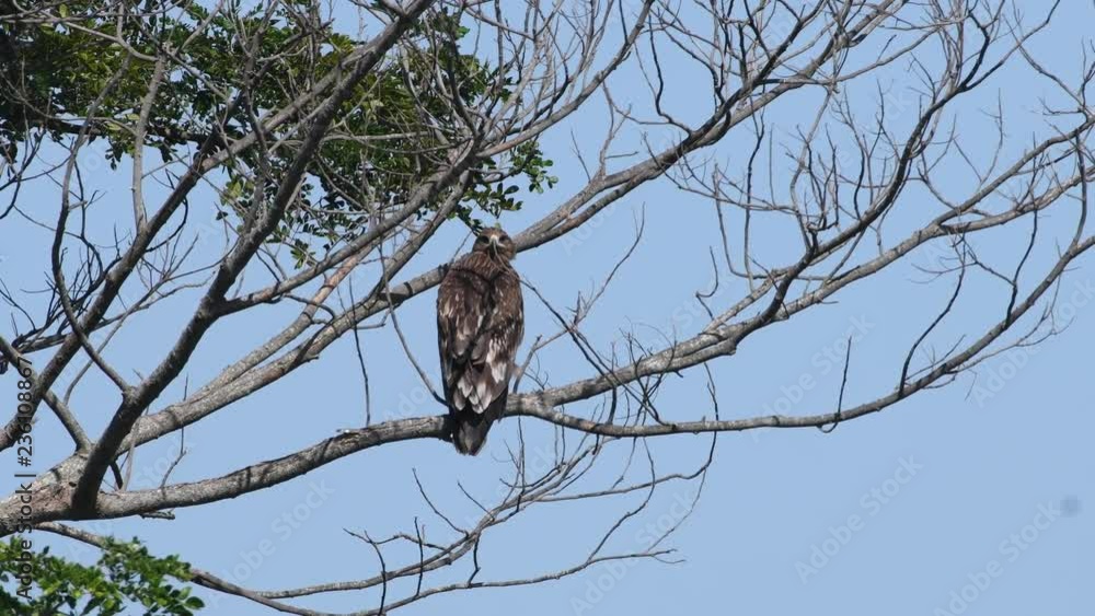Greater Spotted Eagle migration bird in Thailand and Southeast Asia. Greater Spotted Eagle migration bird in Thailand and Southeast Asia.