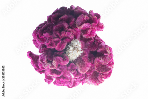 ケイトウの花