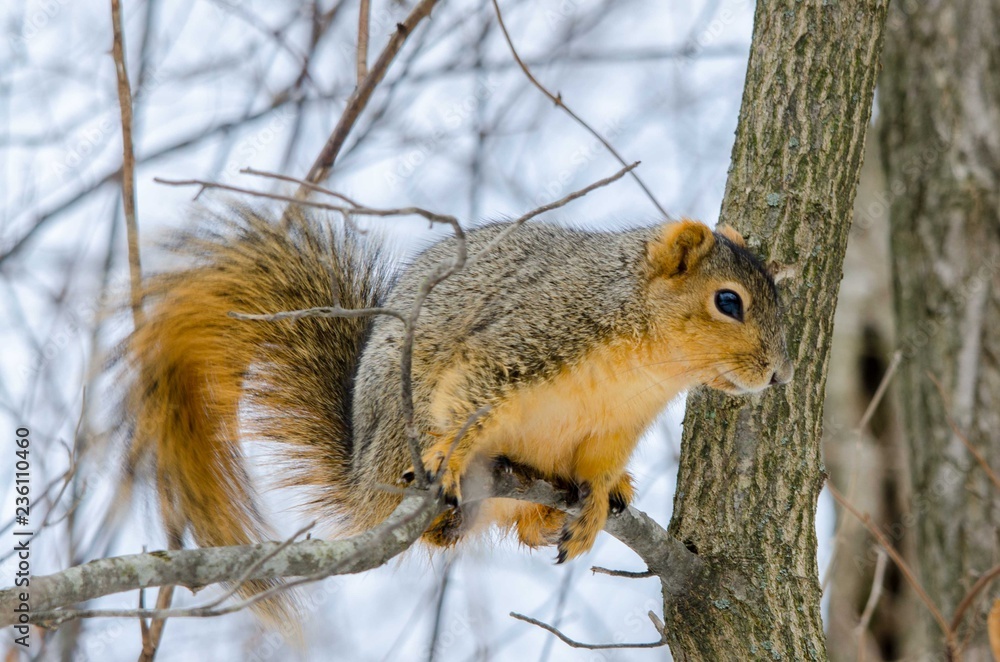 Obraz premium A squirrel perched on a branch