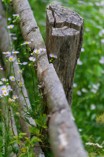 Small wild flowers. Landscape with  white wild  flowers