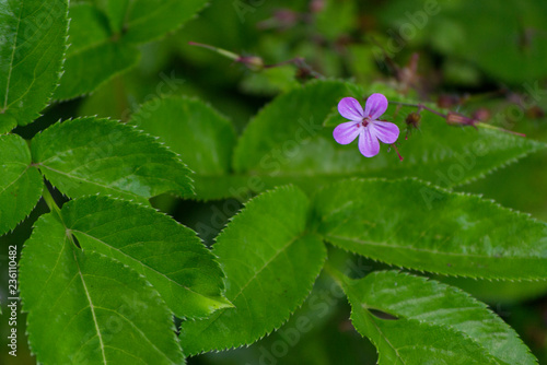 Small violet flower on green leaf background. Flower field