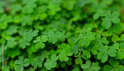 Clover field. Green clover background. 