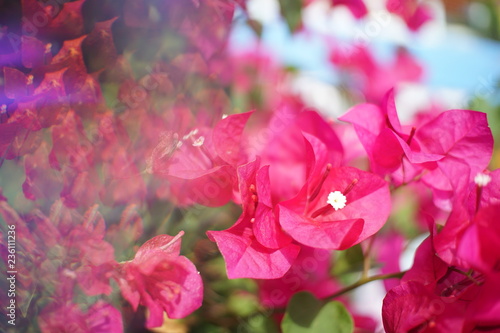 Abstract background,Crystal Prism Visual Effect ,Close-up Bougainvillea Pink bloom flower with Sunlight in Garden. © sbo.ow-j
