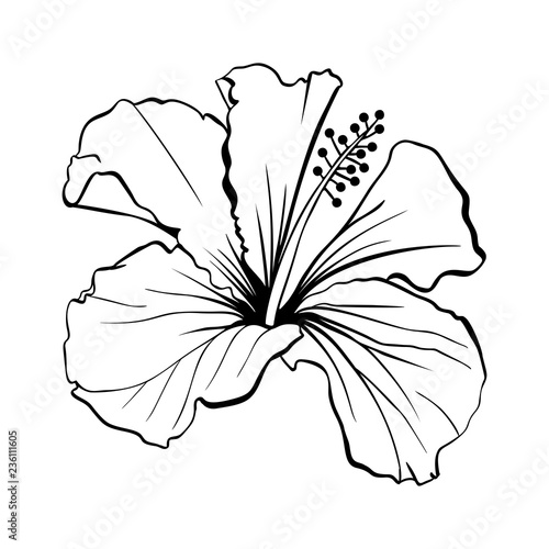 Hawaiian Hibiscus Laser Cut Vector. Fragrance Outline Flower. Mallow Chenese Rose. Black and White Flora. Isolated Botany Plant with Petals. Tropical Karkade or Bissap Herbal Tea, Crimson Blossom