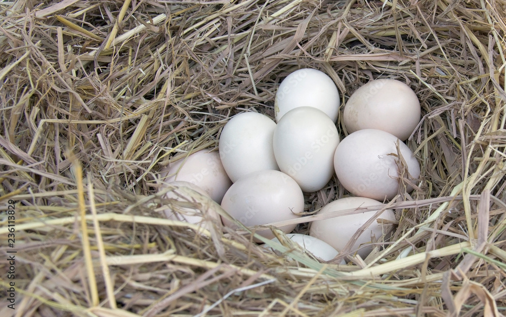 Macro shoot of eggs at hay nest in chicken farm