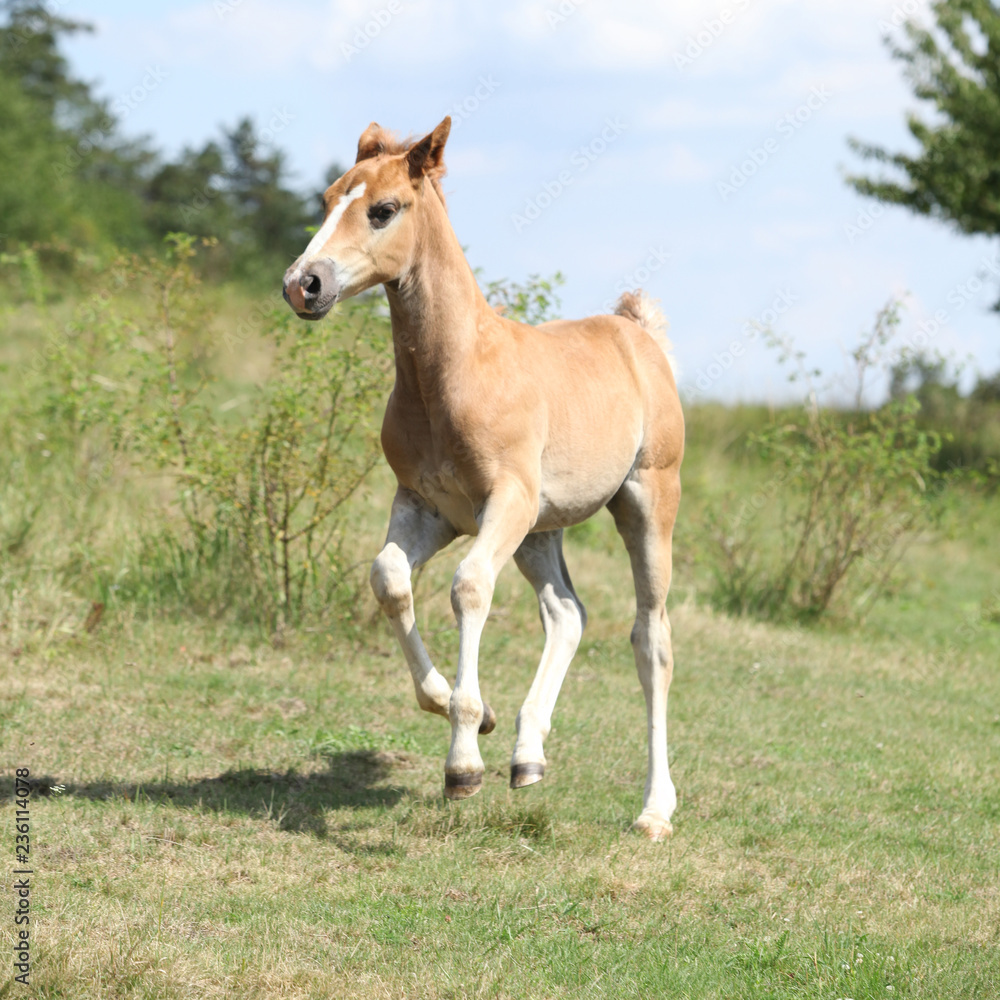 Running foal on pasturage Running foal on pasturage