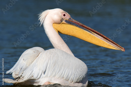 pelican in danube delta